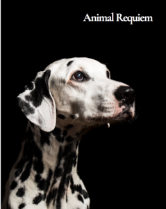Animal Requiem